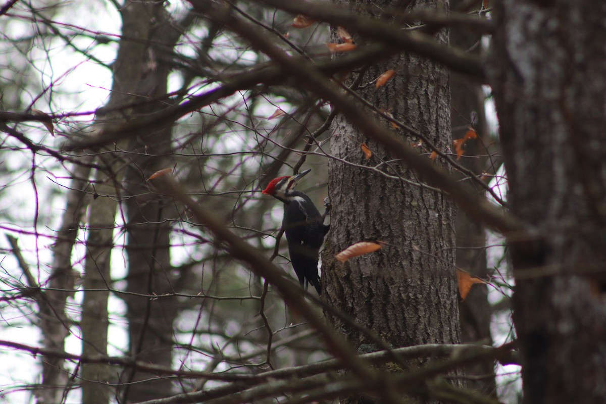 Жовна північна - ML645869124