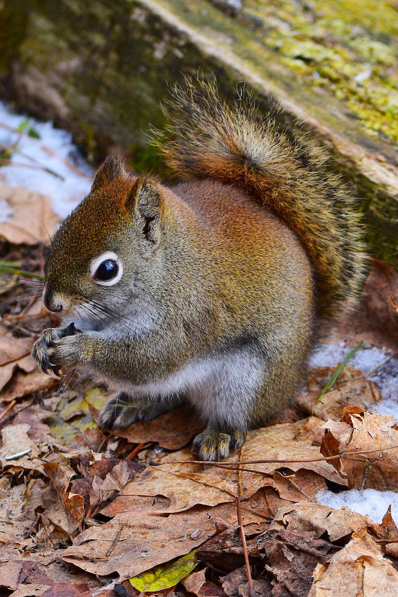 American Red Squirrel - ML645869147