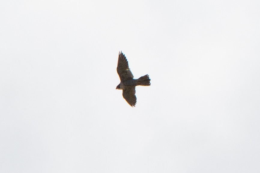 Peregrine Falcon - ML645869148