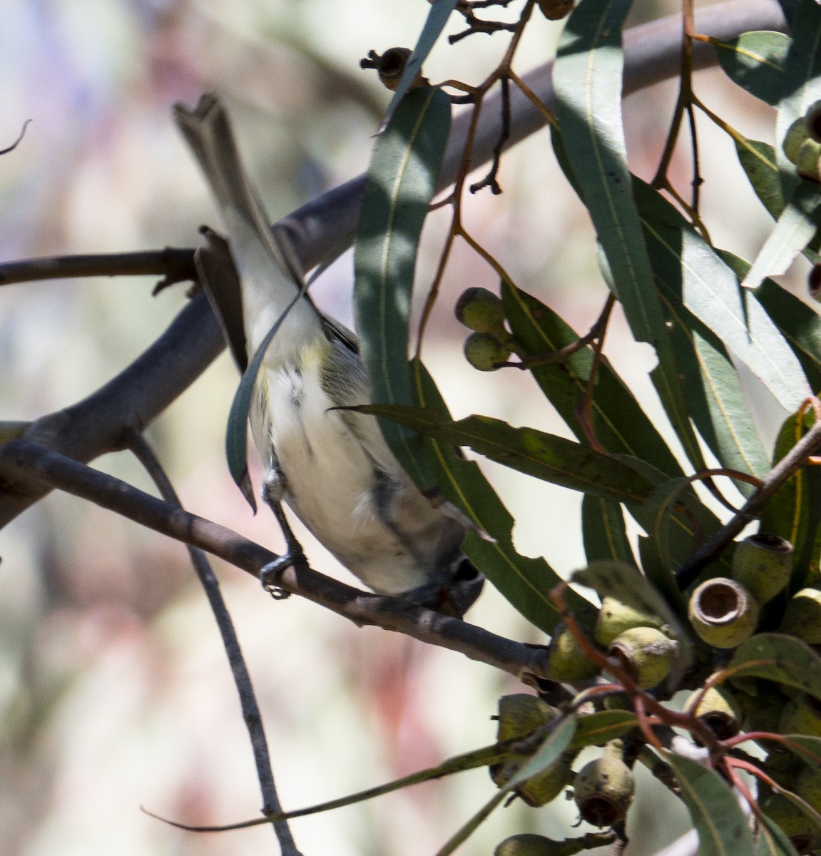 Plumbeous Vireo - ML645869149
