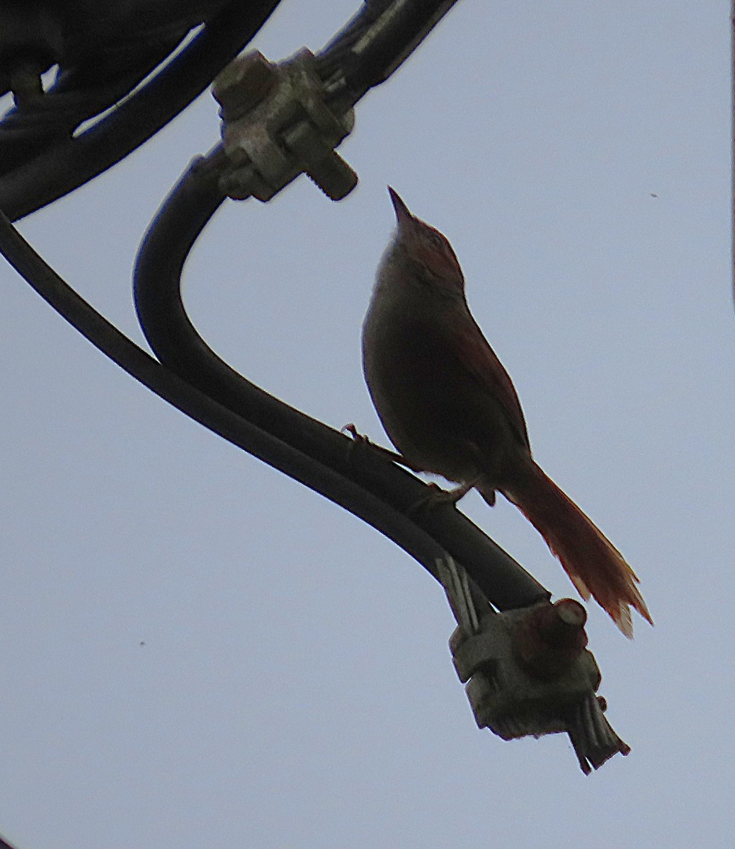Red-faced Spinetail - ML645869158