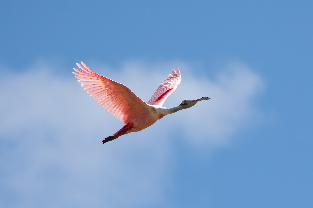 Roseate Spoonbill - ML645869161