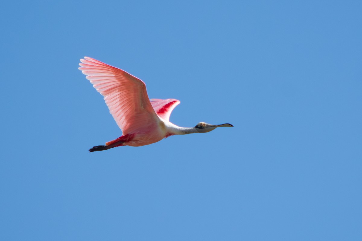 Roseate Spoonbill - ML645869162