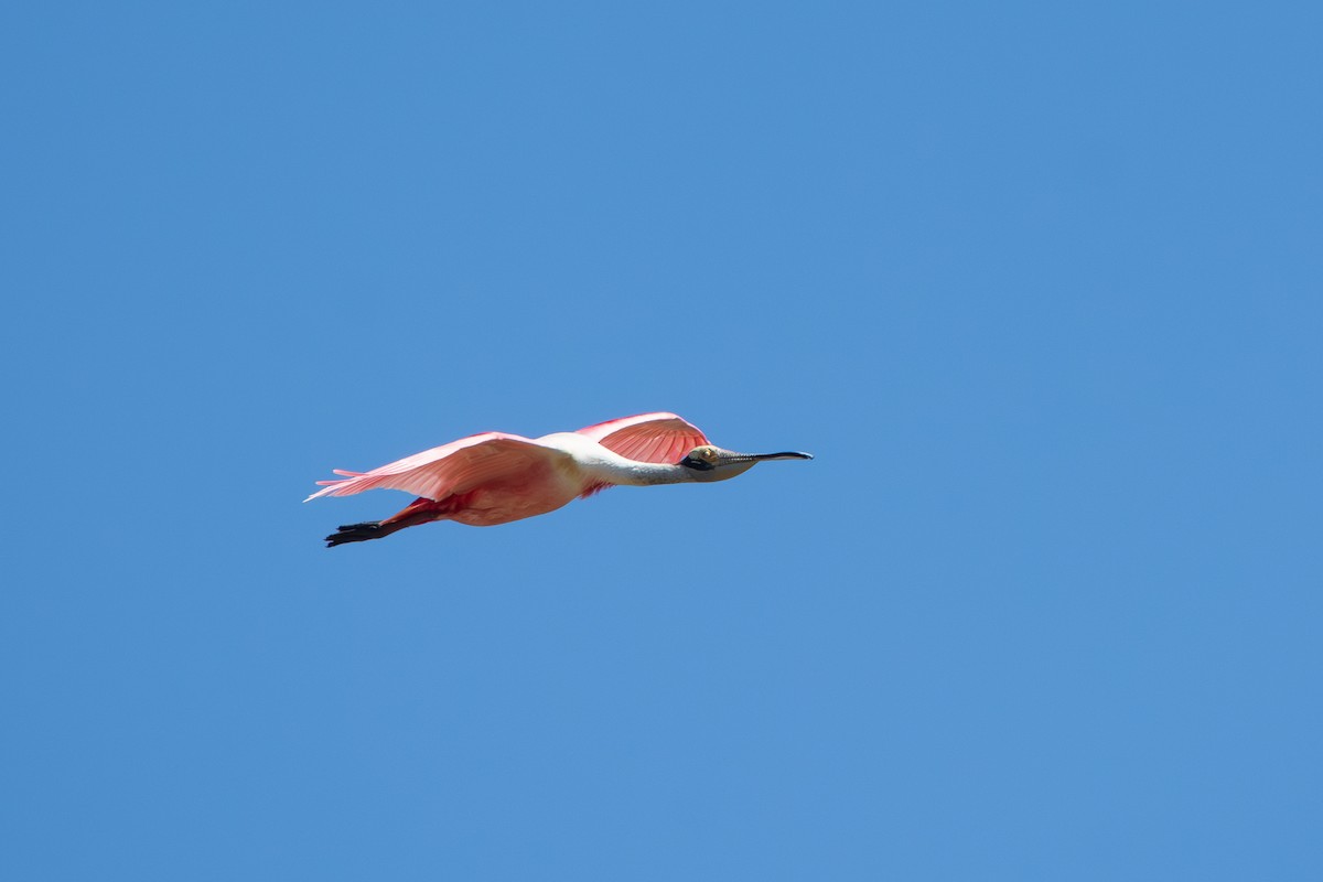 Roseate Spoonbill - ML645869163