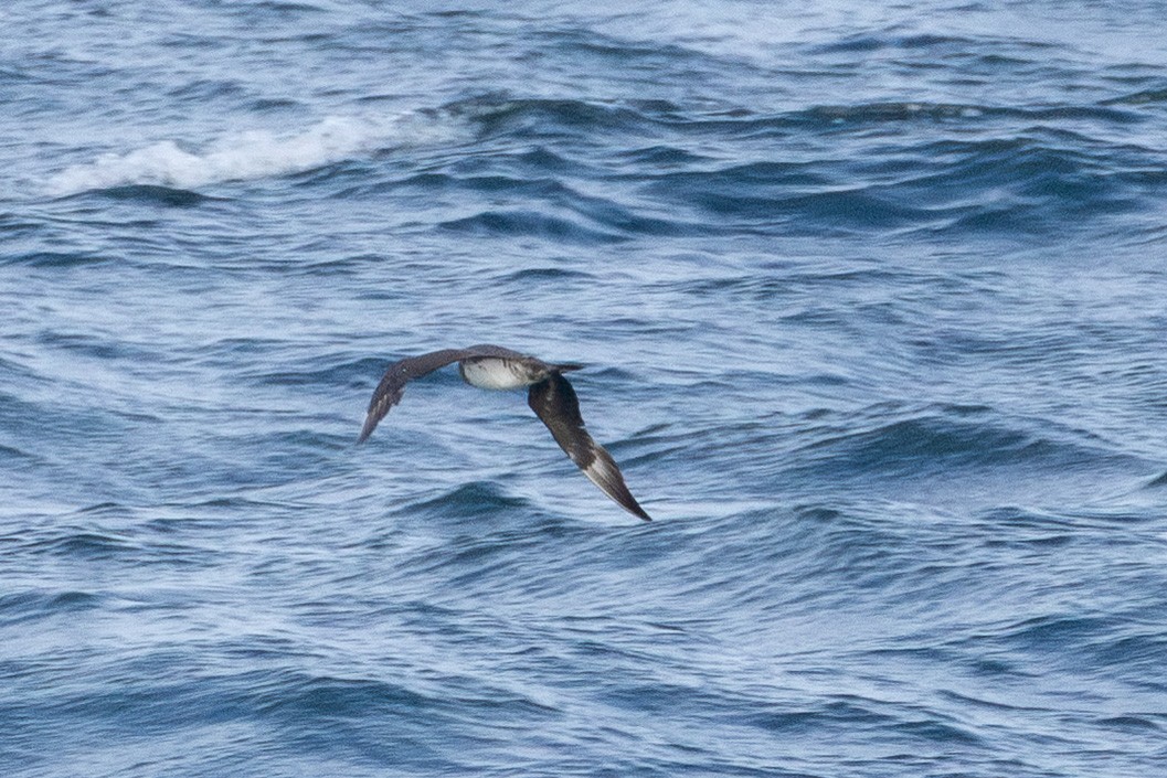 Pomarine Jaeger - ML645869164