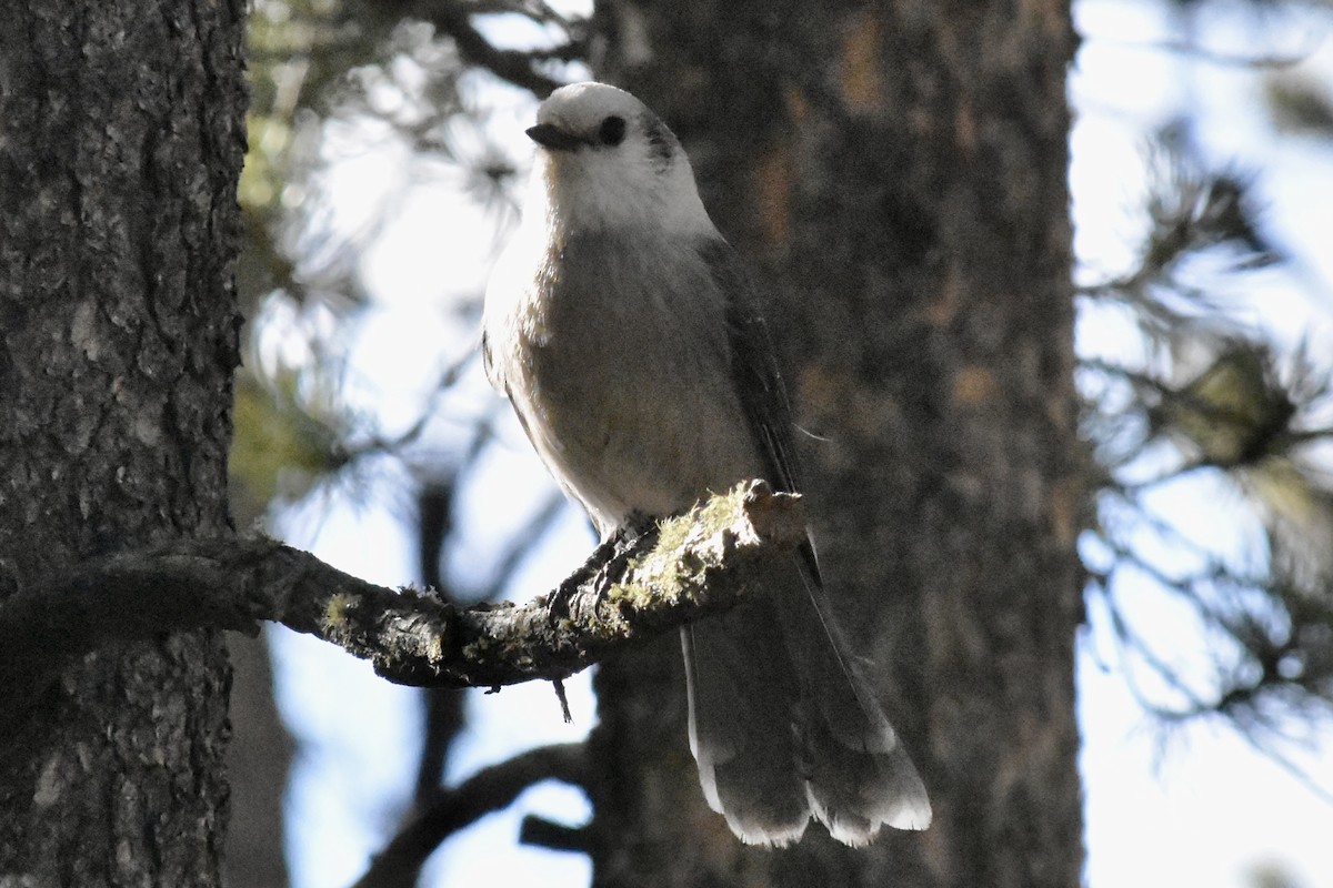 Canada Jay (Rocky Mts.) - ML645869166
