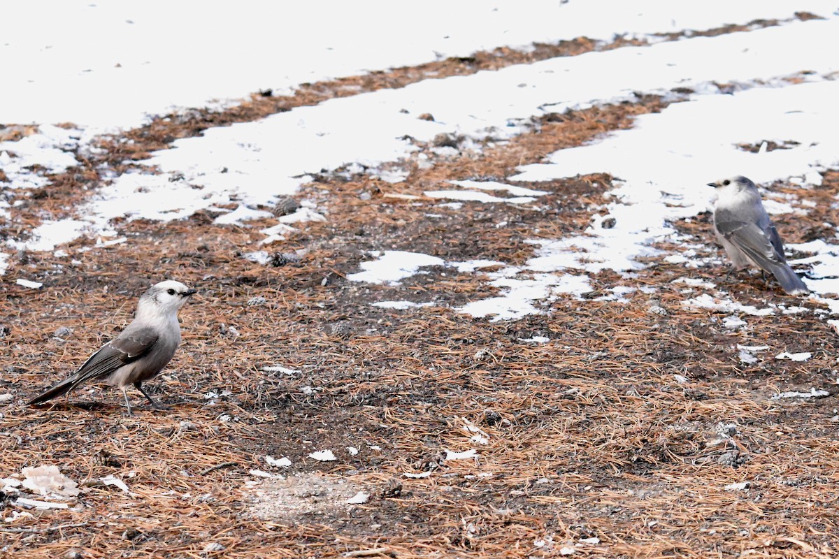 Canada Jay (Rocky Mts.) - ML645869167