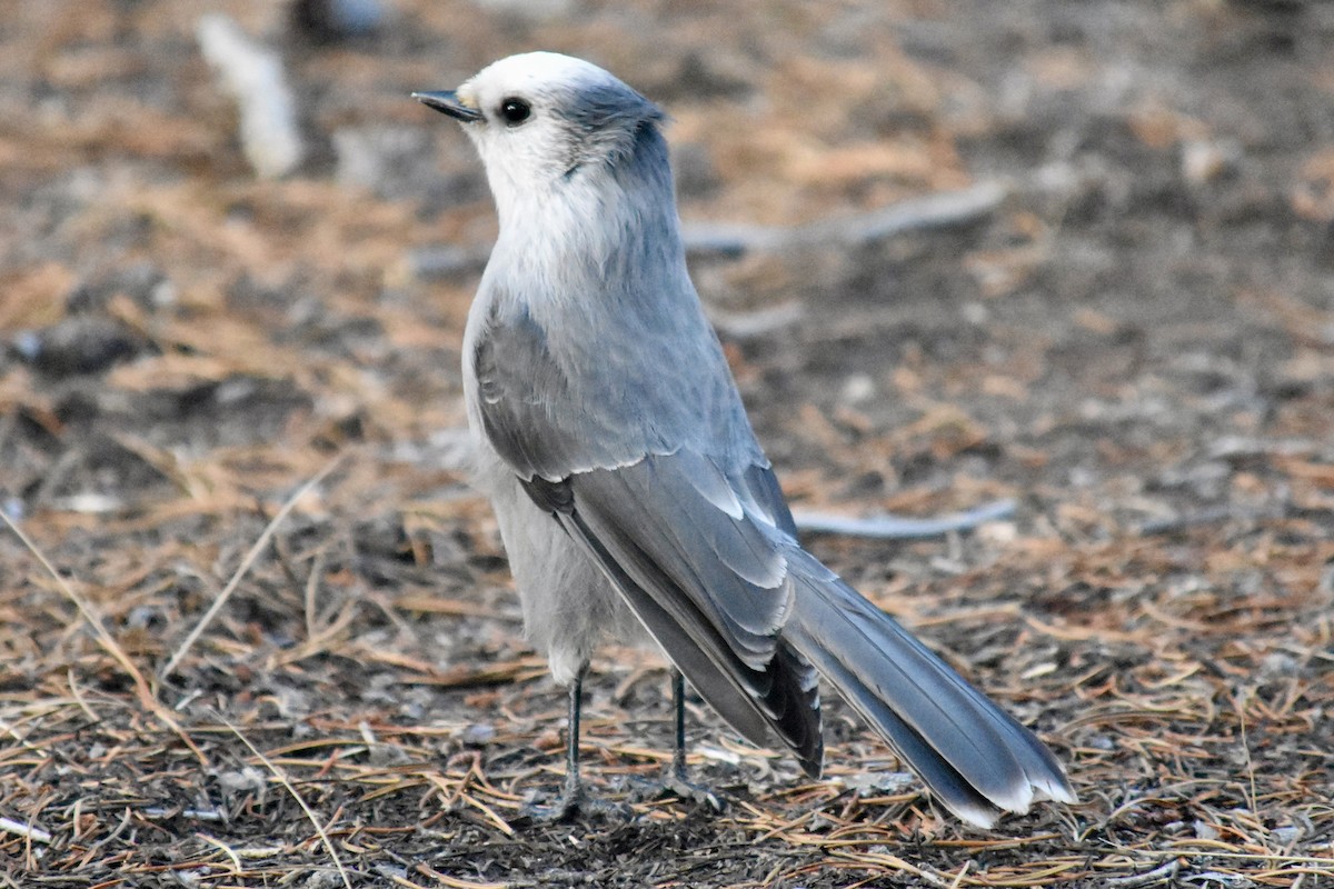 Canada Jay (Rocky Mts.) - ML645869168