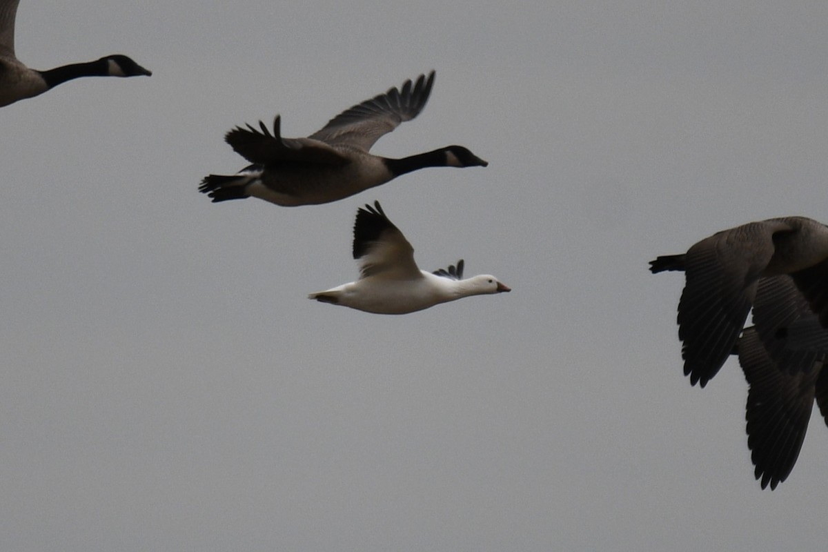 Ross's Goose - ML645869169