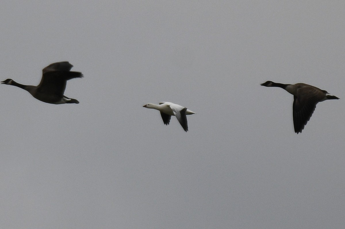 Ross's Goose - ML645869170