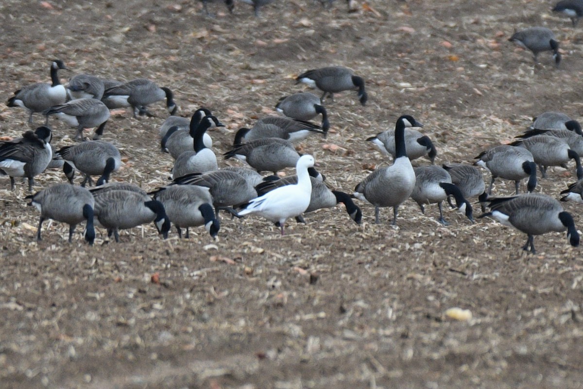 Ross's Goose - ML645869171