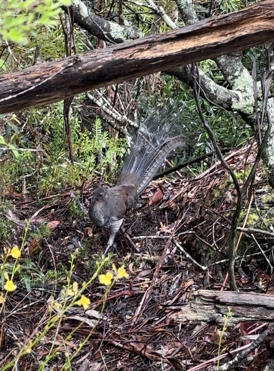 Superb Lyrebird - ML645869173