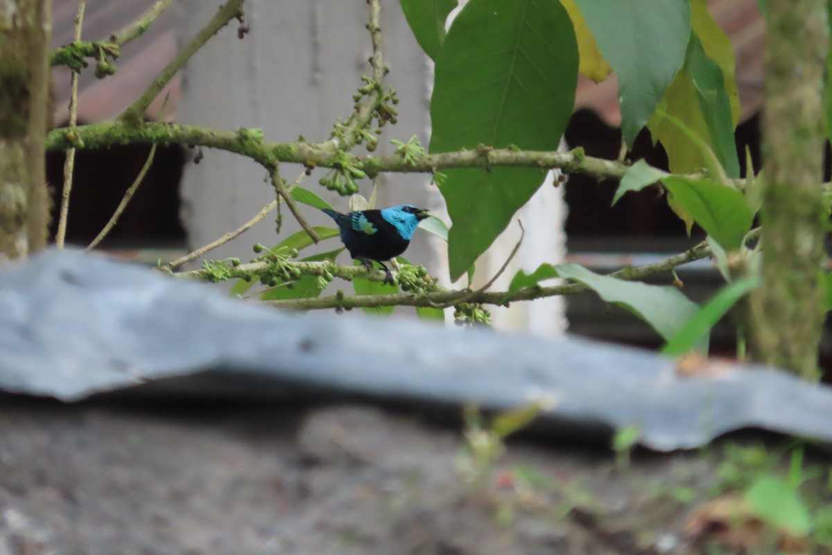 Blue-necked Tanager - ML645869174