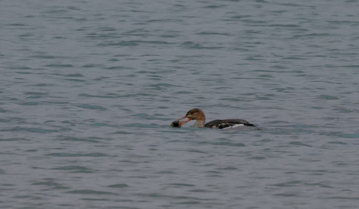 Zerra ertaina - ML645869177