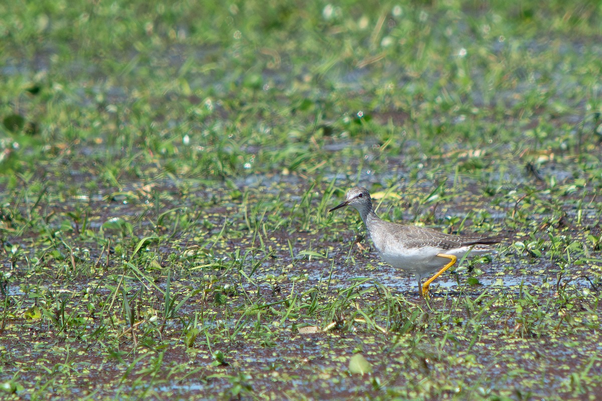小黃腳鷸 - ML645869184