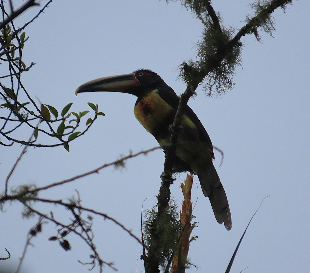Pale-mandibled Aracari - ML645869186