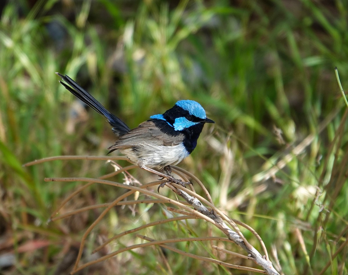 ルリオーストラリアムシクイ - ML645869187