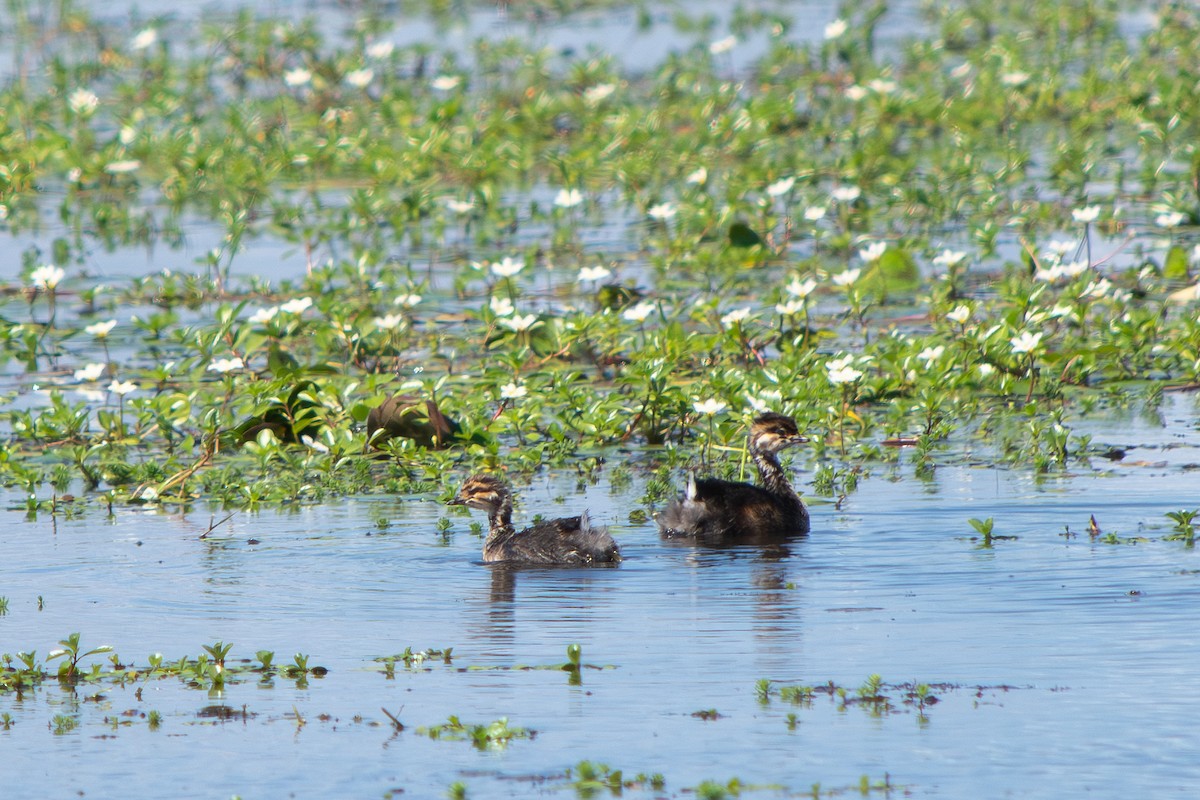 ミミジロカイツブリ - ML645869189