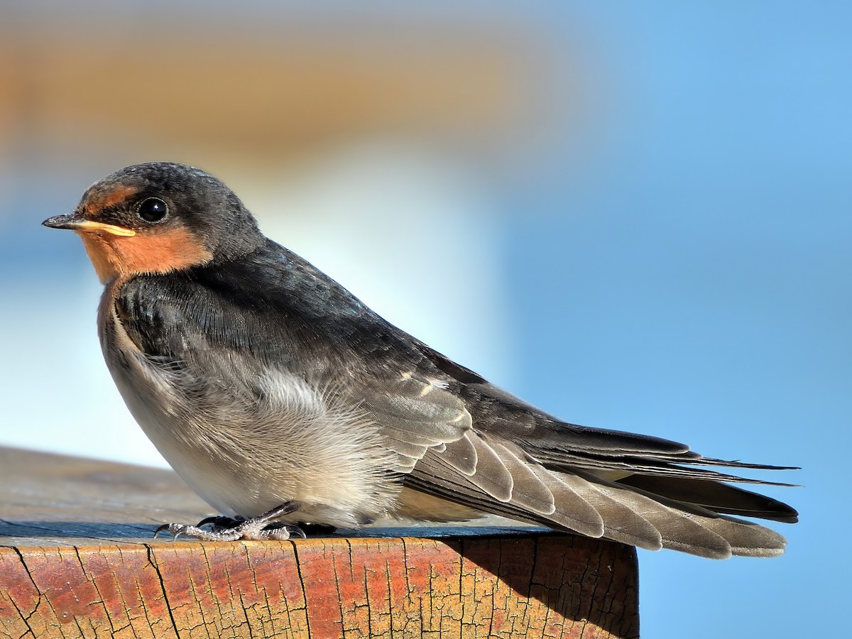 オーストラリアツバメ - ML645869190