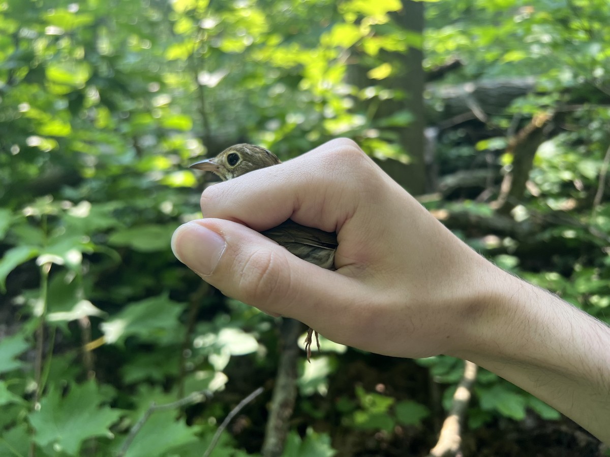 カマドムシクイ - ML645869192