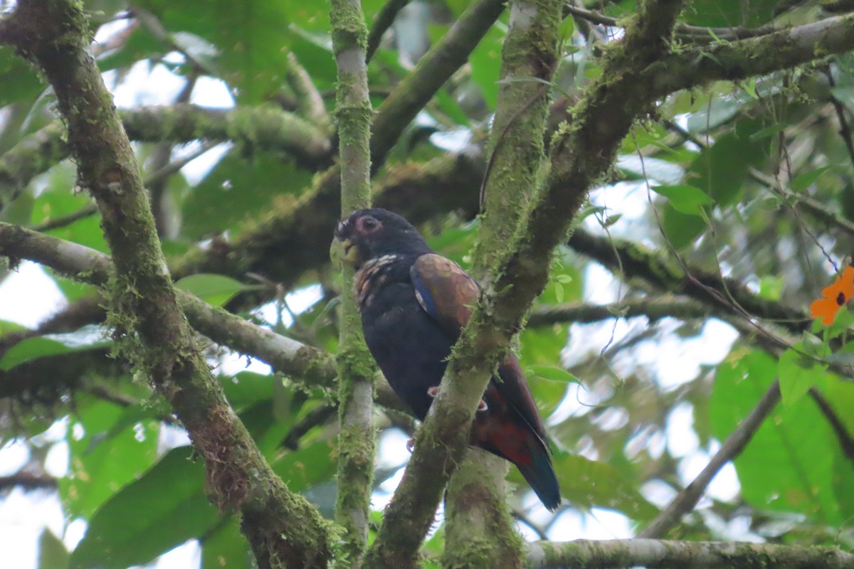 ドウバネインコ - ML645869193