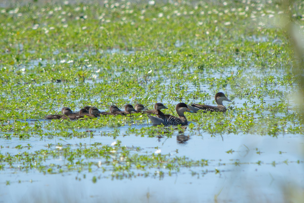 ギンイロシマアジ - ML645869194