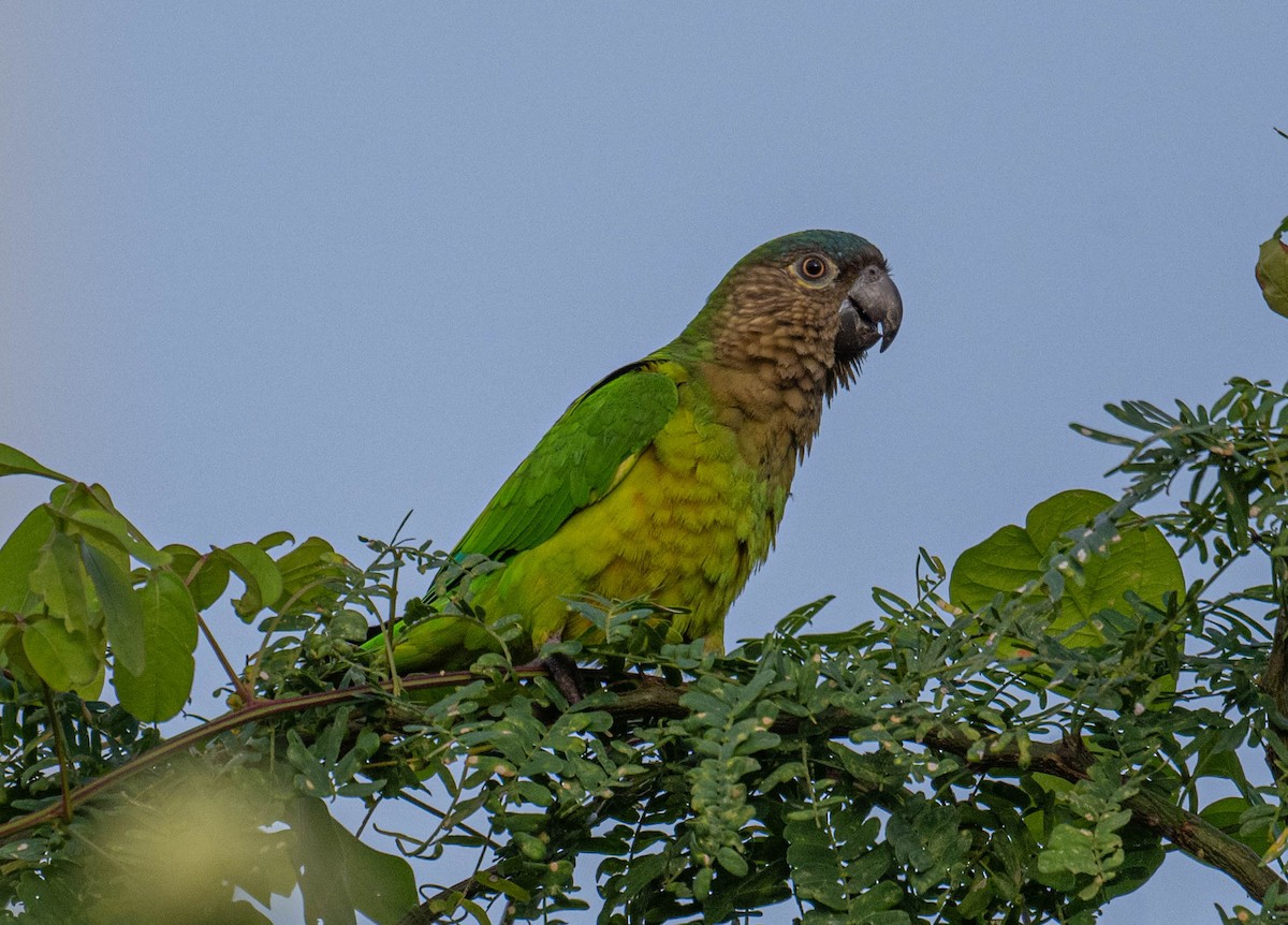 チャノドインコ - ML645869195