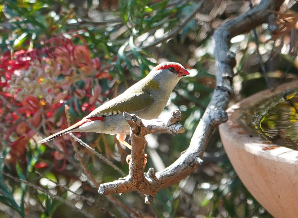フヨウチョウ - ML645869196