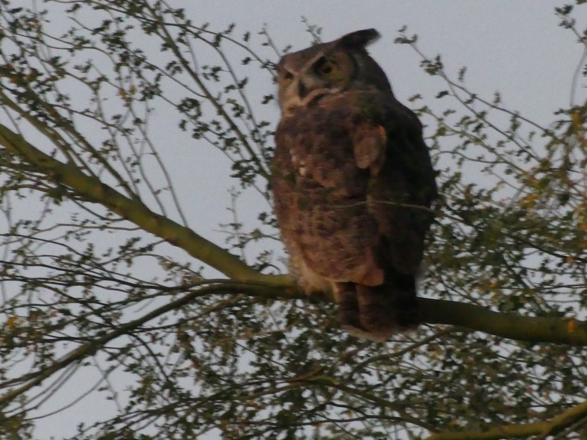 アメリカワシミミズク - ML645869197