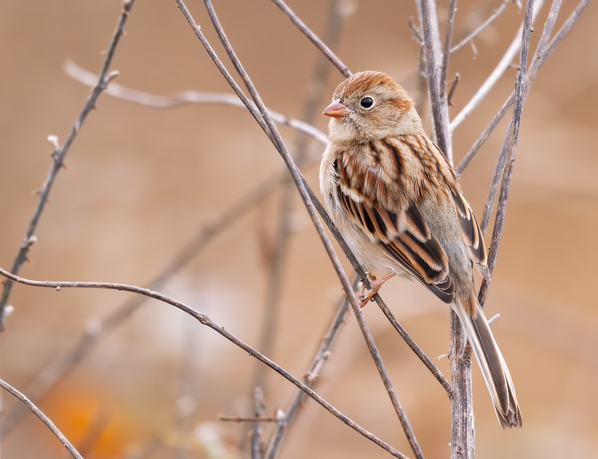 ヒメドリ - ML645869198