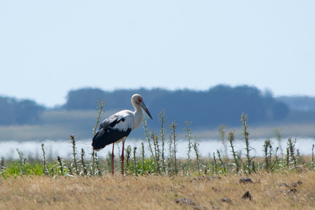 シロエンビコウ - ML645869199