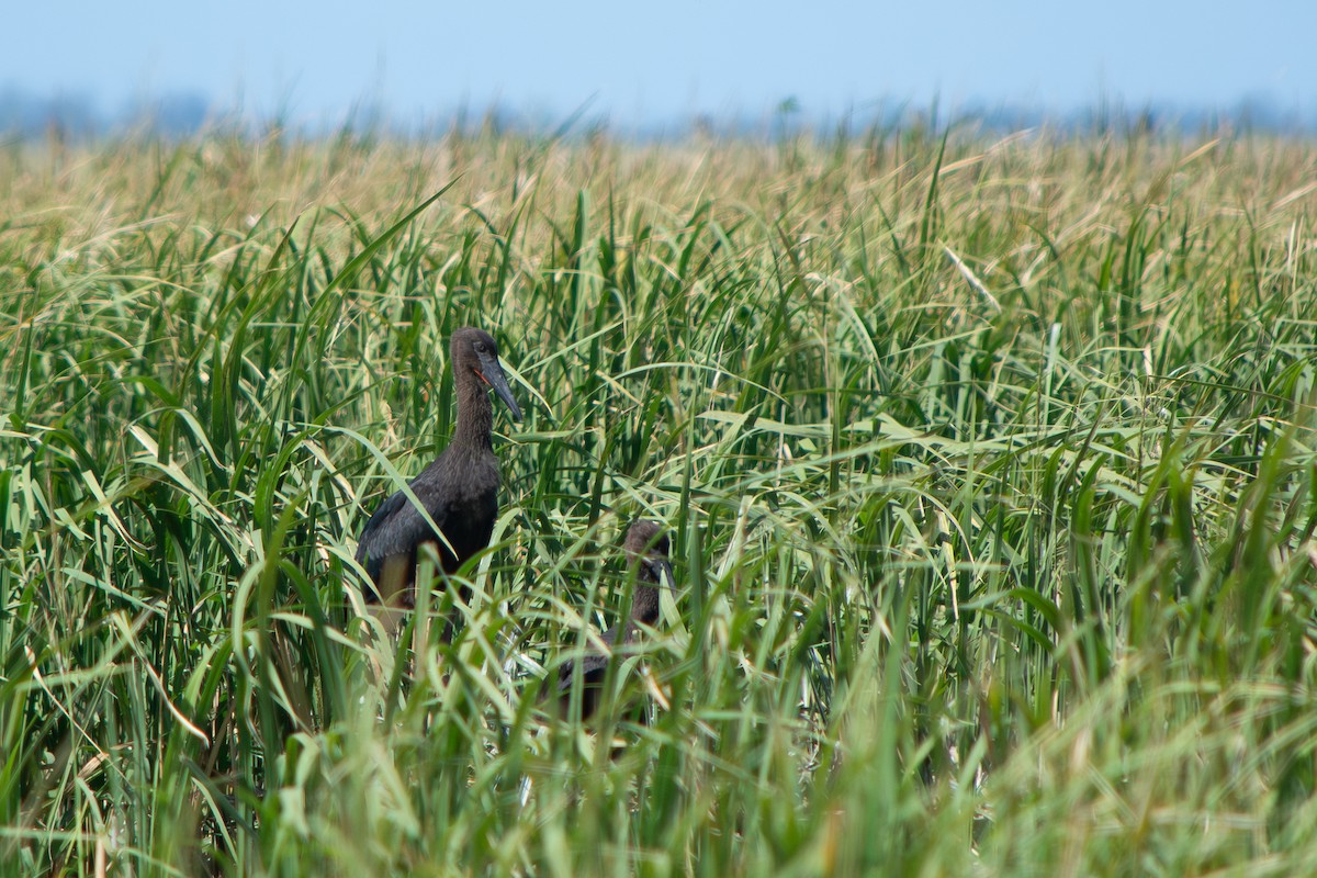 シロエンビコウ - ML645869200