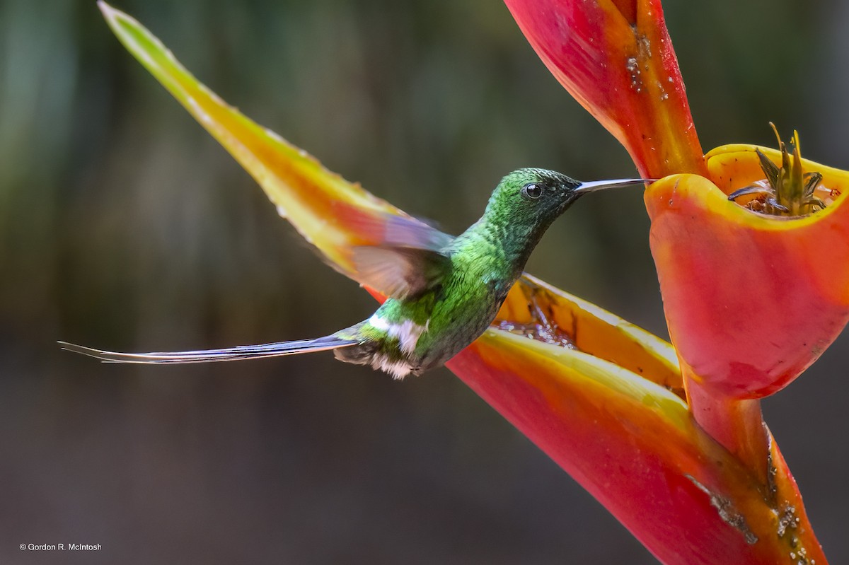 ミドリトゲオハチドリ - ML645869201
