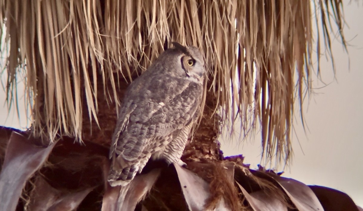 アメリカワシミミズク - ML645869203