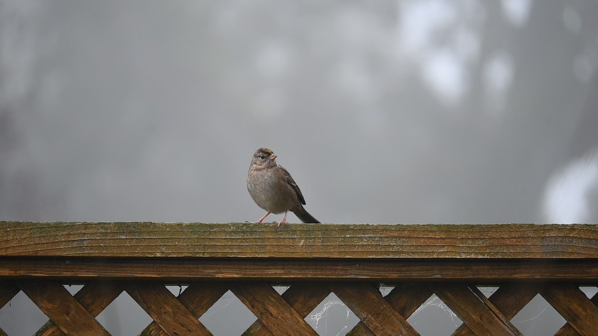 キガシラシトド - ML645869204