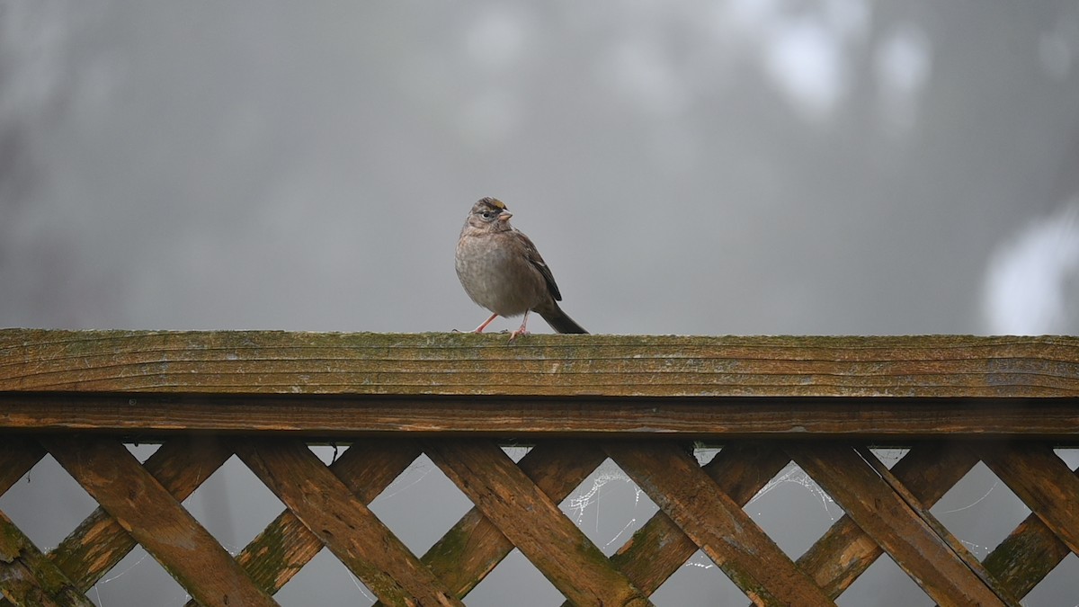 キガシラシトド - ML645869205