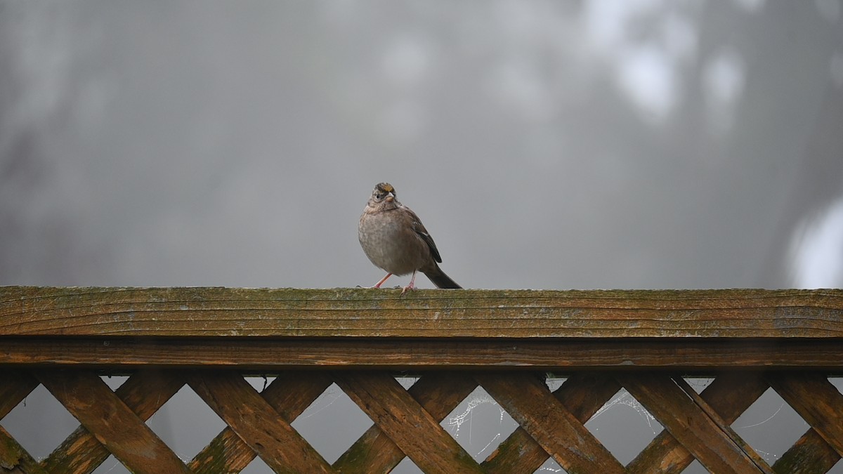 キガシラシトド - ML645869206