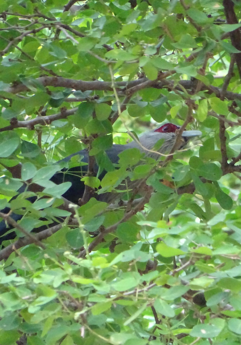 オニクロバンケンモドキ - ML645869207