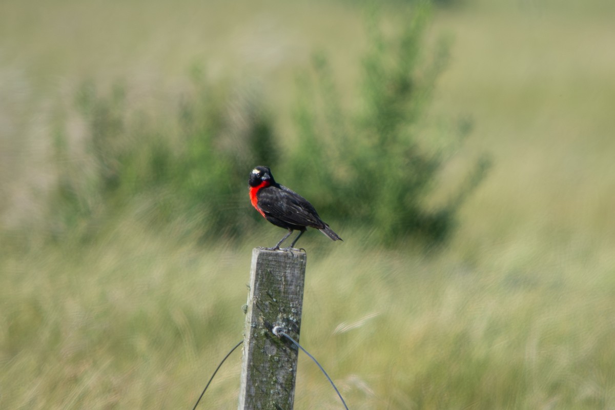 マミジロマキバドリ - ML645869208