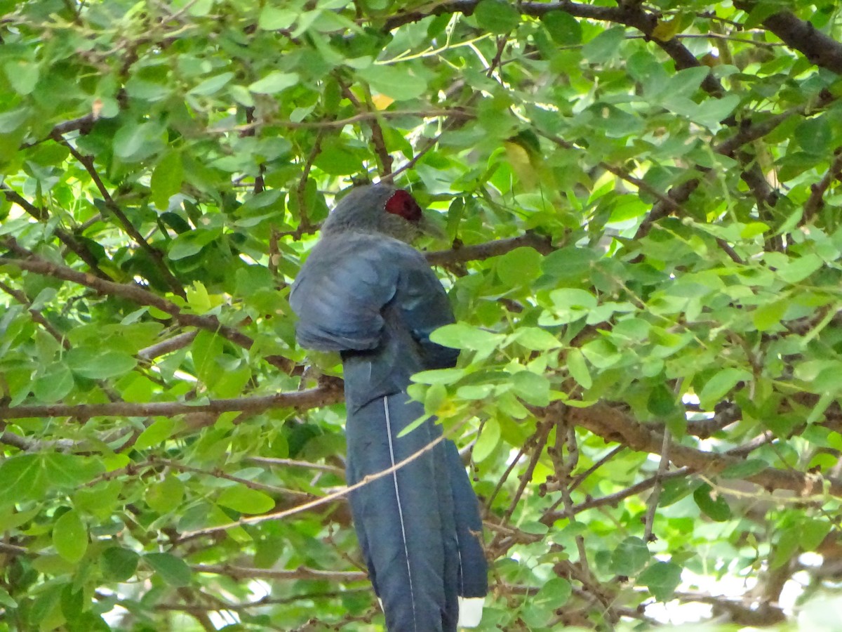 オニクロバンケンモドキ - ML645869209