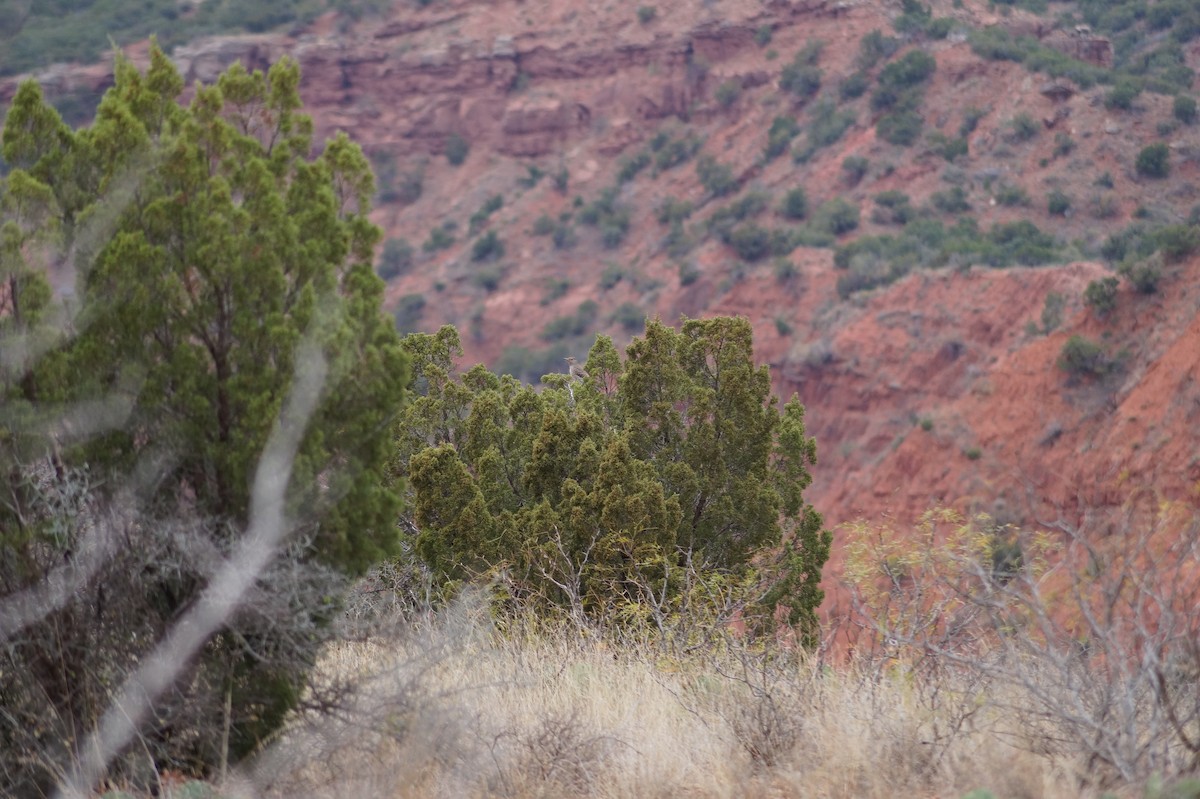 ハシボソキツツキ - ML645869211