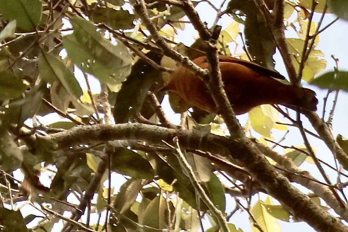 クロオオサンショウクイ - ML645869212