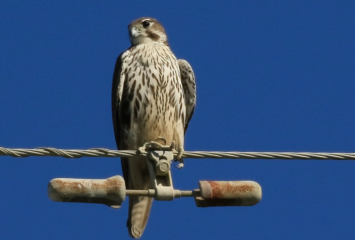 ソウゲンハヤブサ - ML645869213