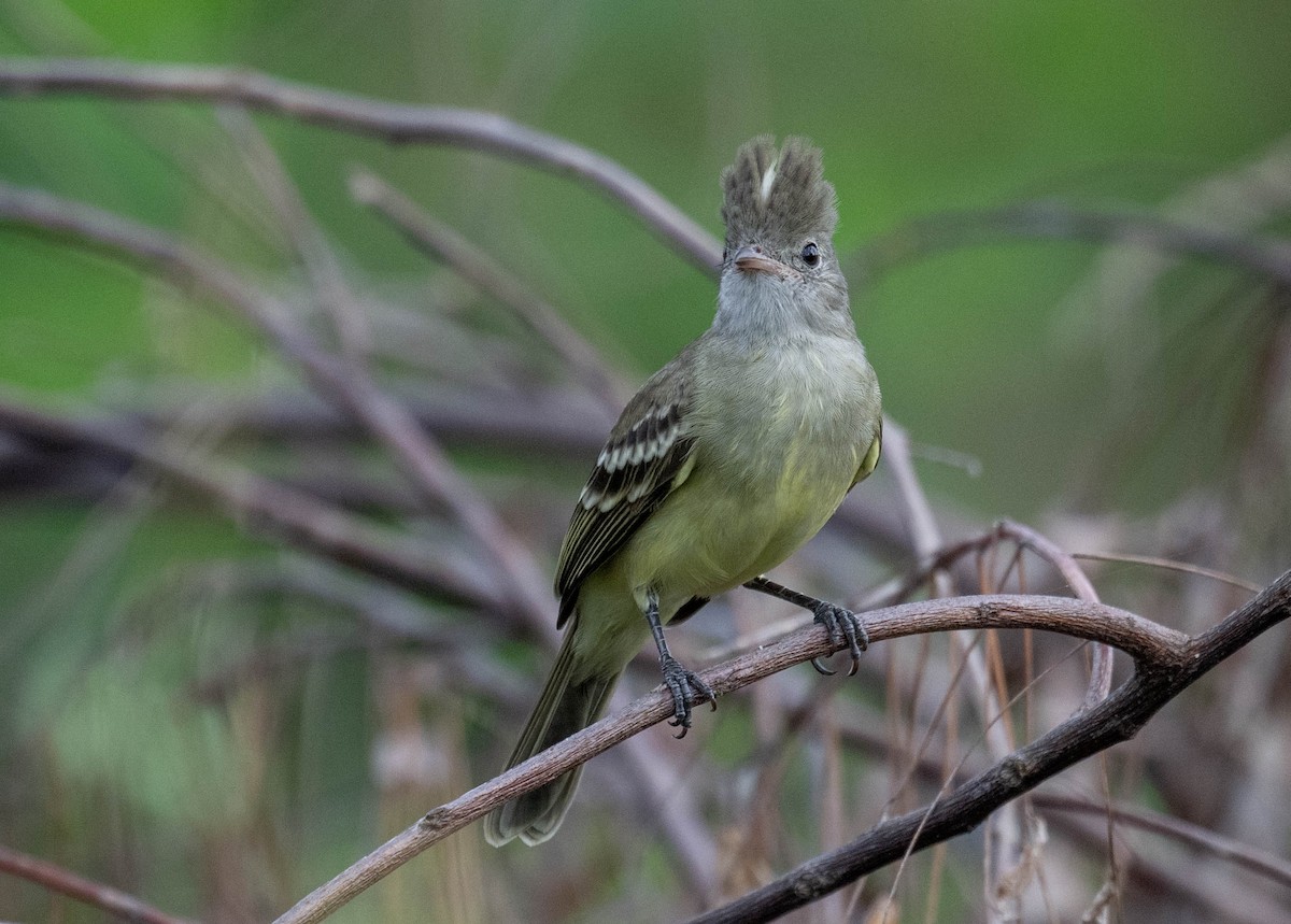 キバラシラギクタイランチョウ - ML645869214