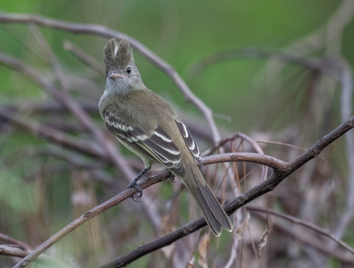 キバラシラギクタイランチョウ - ML645869215