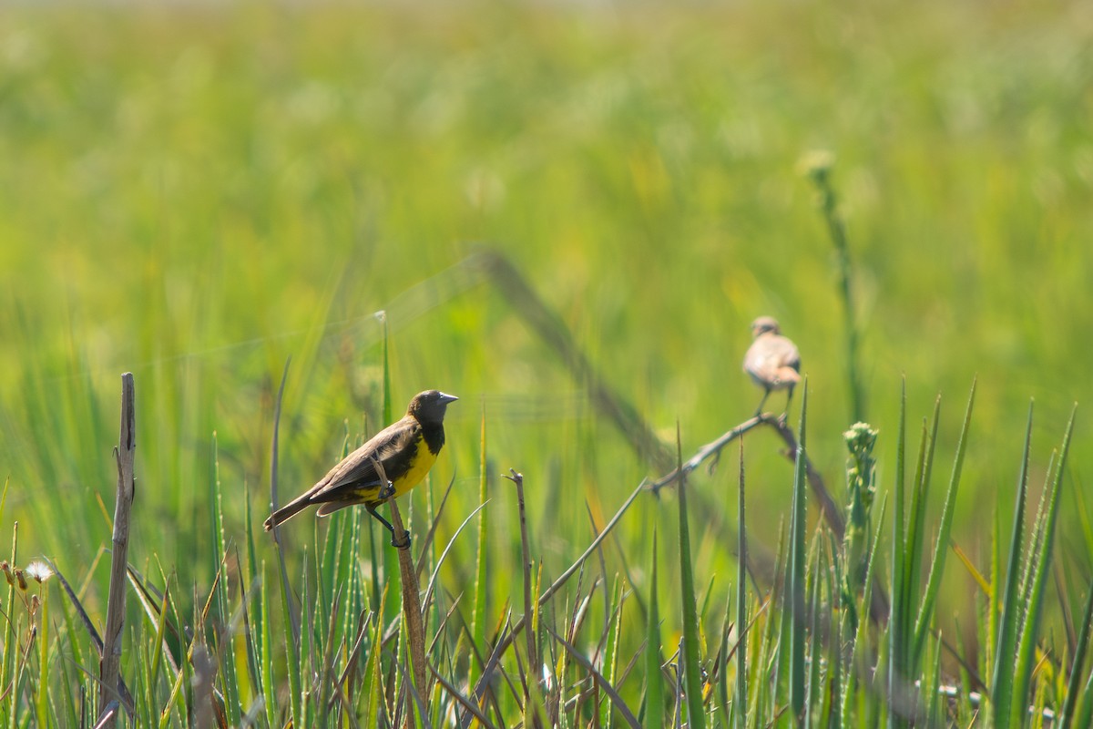 コヌマムクドリモドキ - ML645869216