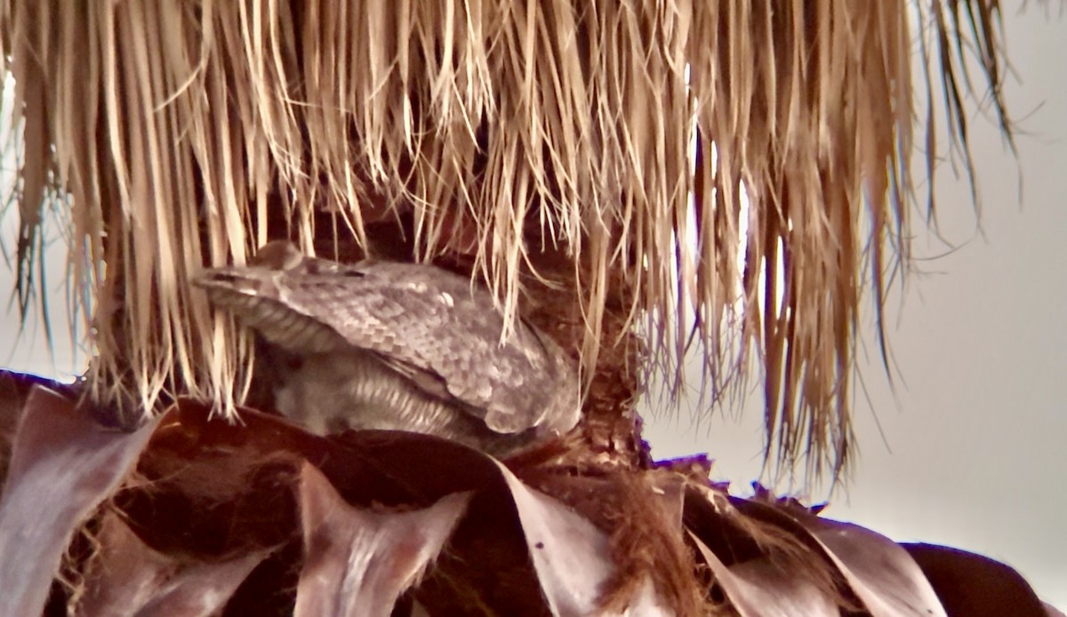 アメリカワシミミズク - ML645869217