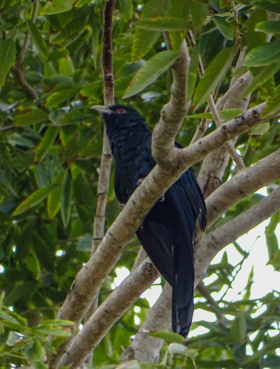 オニカッコウ - ML645869219