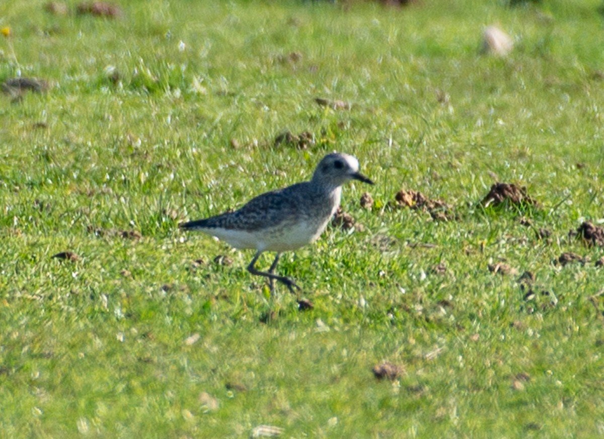 Black-bellied Plover - ML645869220