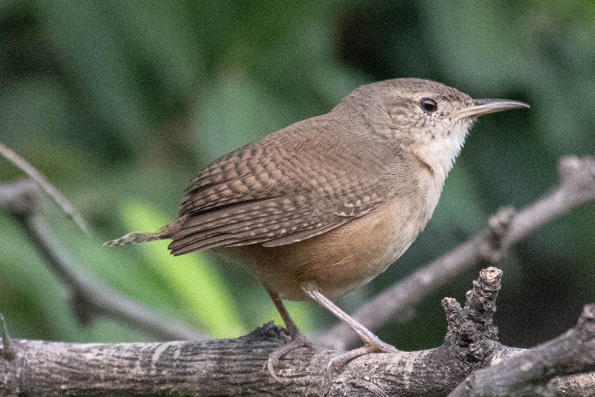Southern House Wren - ML645869224